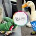 IMPI pone fin a la disputa: la marca “Pato Merlín” es de la familia de Carla Ivette Gómez