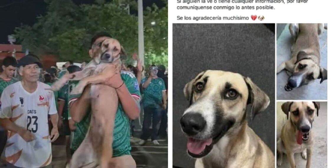 Perrita desaparecida reaparece en pleno festejo por el triunfo de México