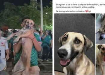 Perrita desaparecida reaparece en pleno festejo por el triunfo de México