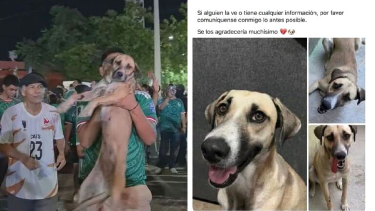 Perrita desaparecida reaparece en pleno festejo por el triunfo de México