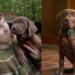 Netflix revela el primer vistazo al nuevo live action de Scooby-Doo
