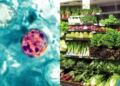 Cyclospora