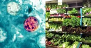  Cyclospora