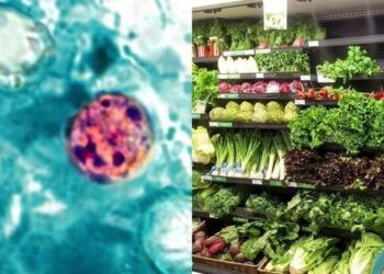  Cyclospora