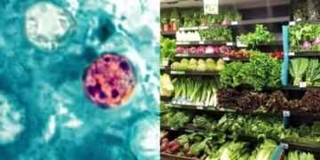 Cyclospora