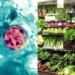 Cyclospora