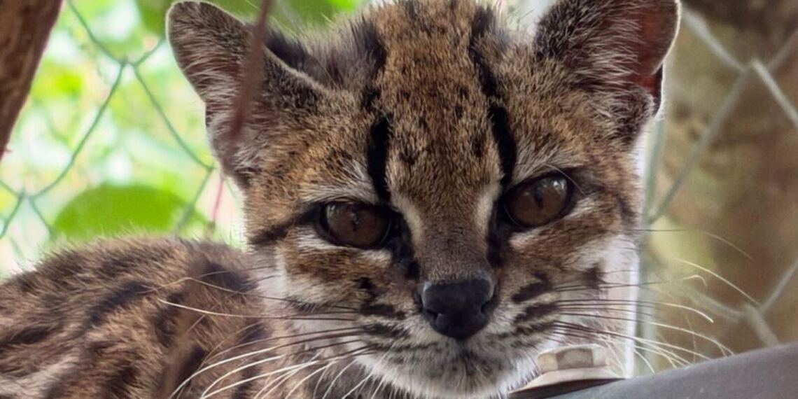 Descubren en Bolivia a la primera nueva especie de gato en 100 años: así es el Leopardus tilcayo