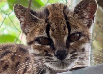 Descubren en Bolivia a la primera nueva especie de gato en 100 años: así es el Leopardus tilcayo