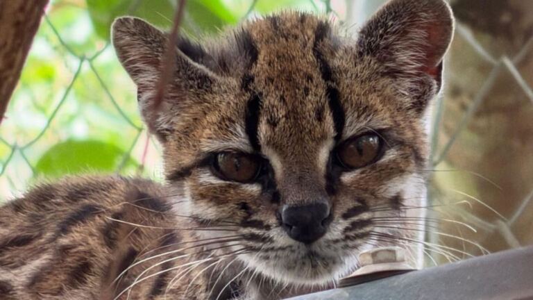Descubren en Bolivia a la primera nueva especie de gato en 100 años: así es el Leopardus tilcayo